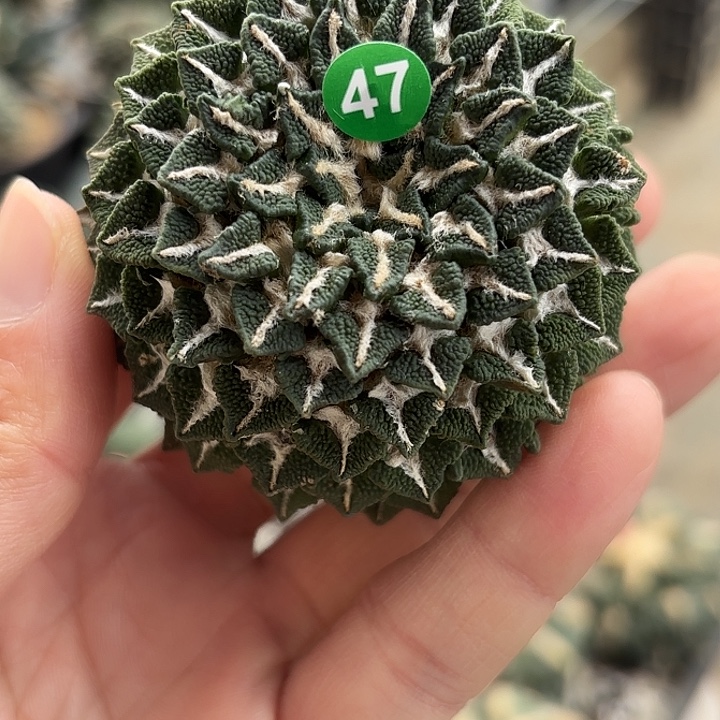鞍***狼苗接落地仙人球47