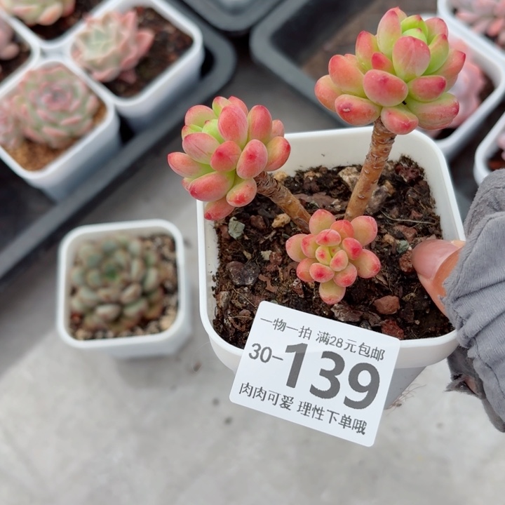 香格里拉多多肉多肉植物多肉