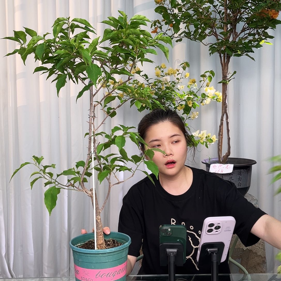 当前无花栽培后可以开花橙桑巴带竹一颗