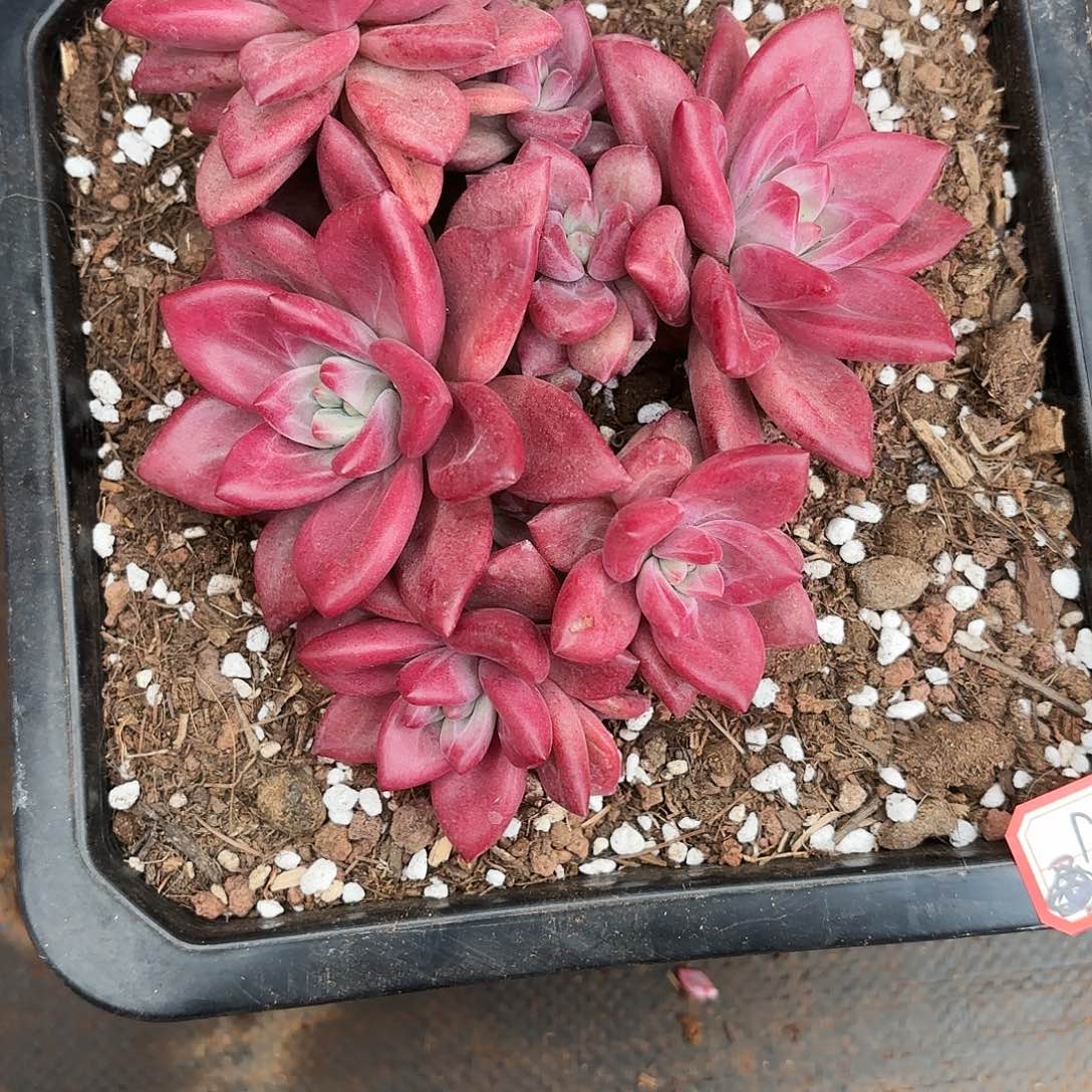 抗****克贺非多肉寄养