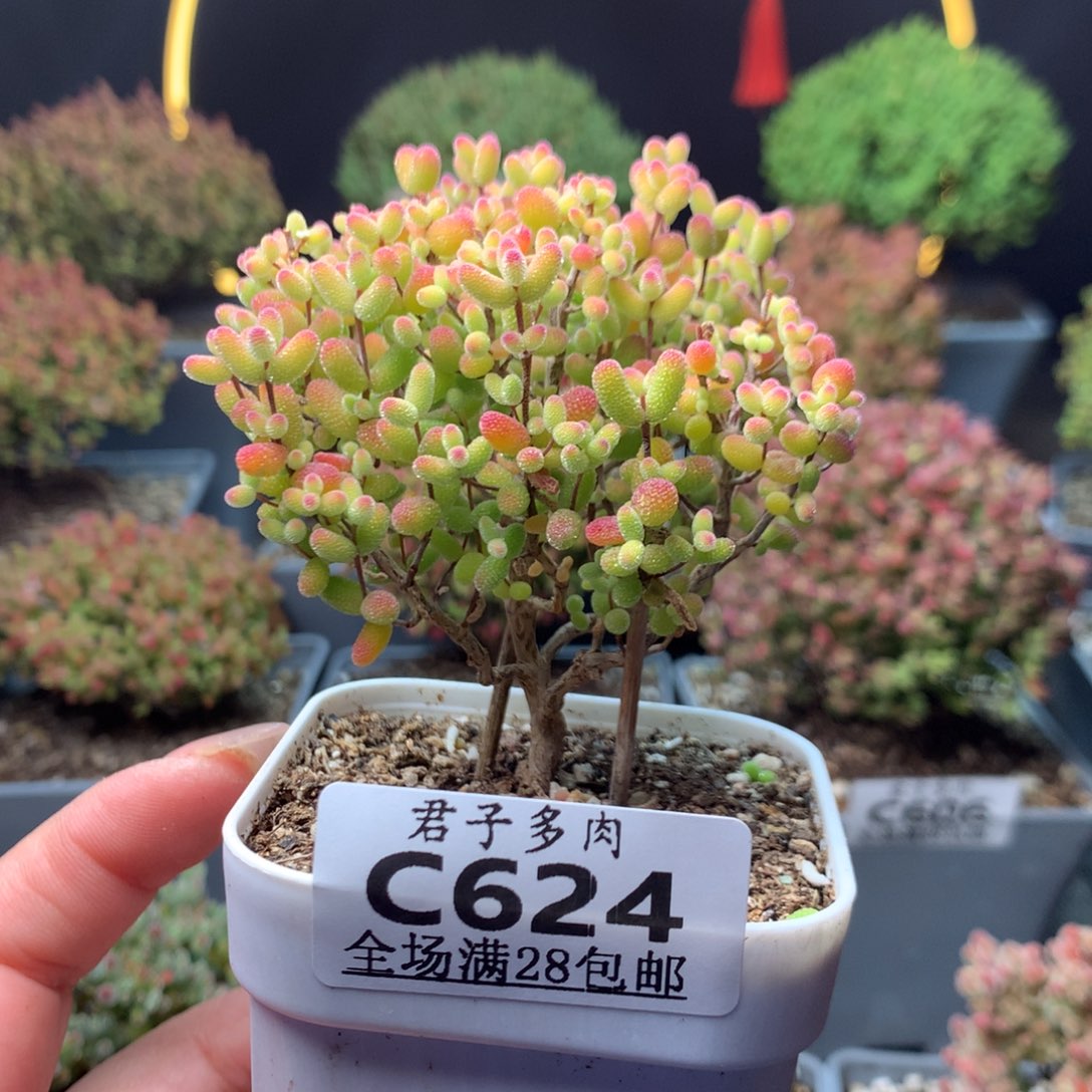 c624金桔糖球枝干番杏