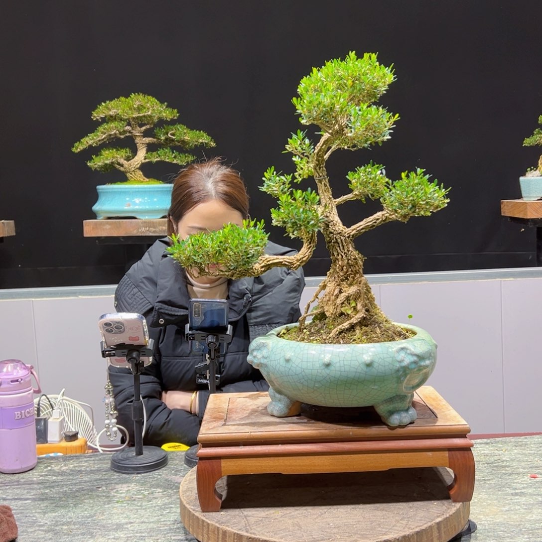 绿植黄杨盆景盆景