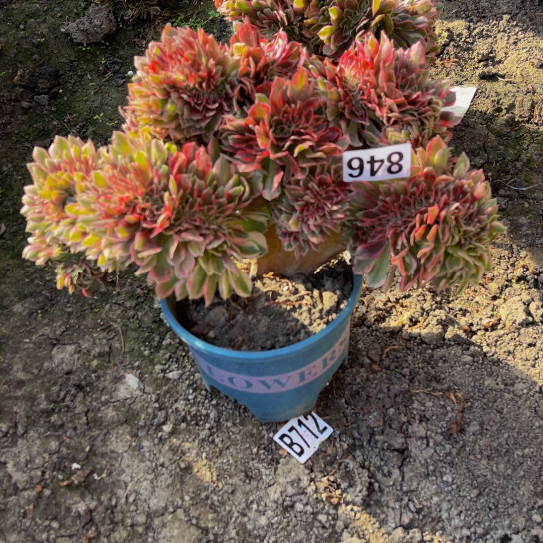 女郎法师16////13包邮