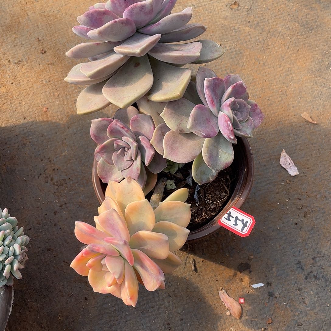 554紫乐锦 一物一拍多肉