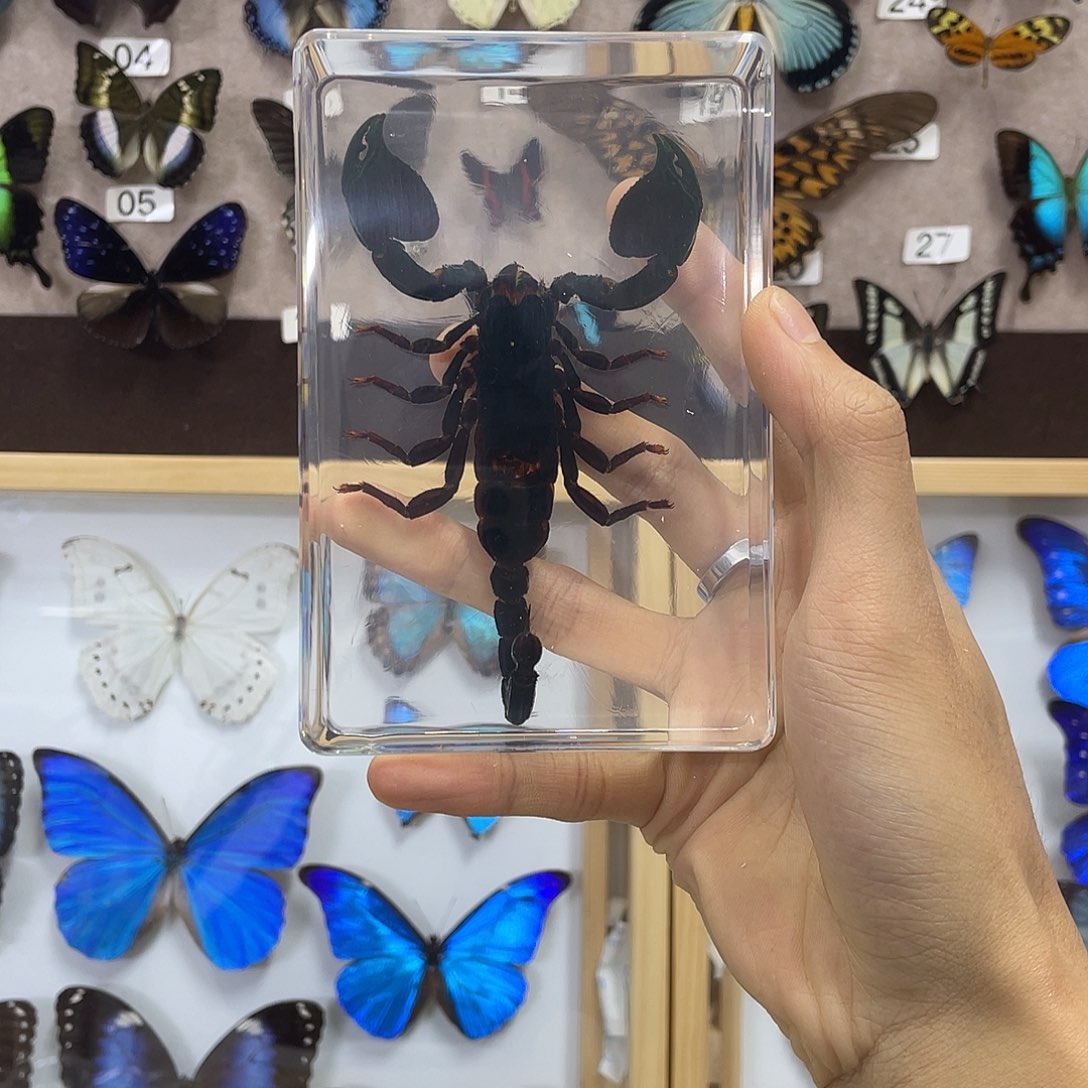 有机玻璃树脂标本