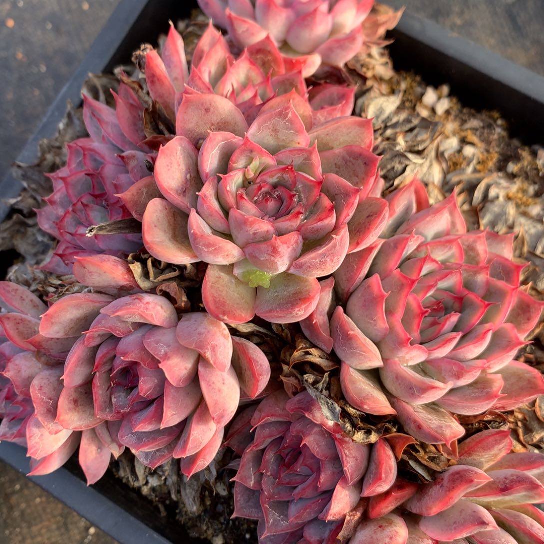 103新年快乐发发发