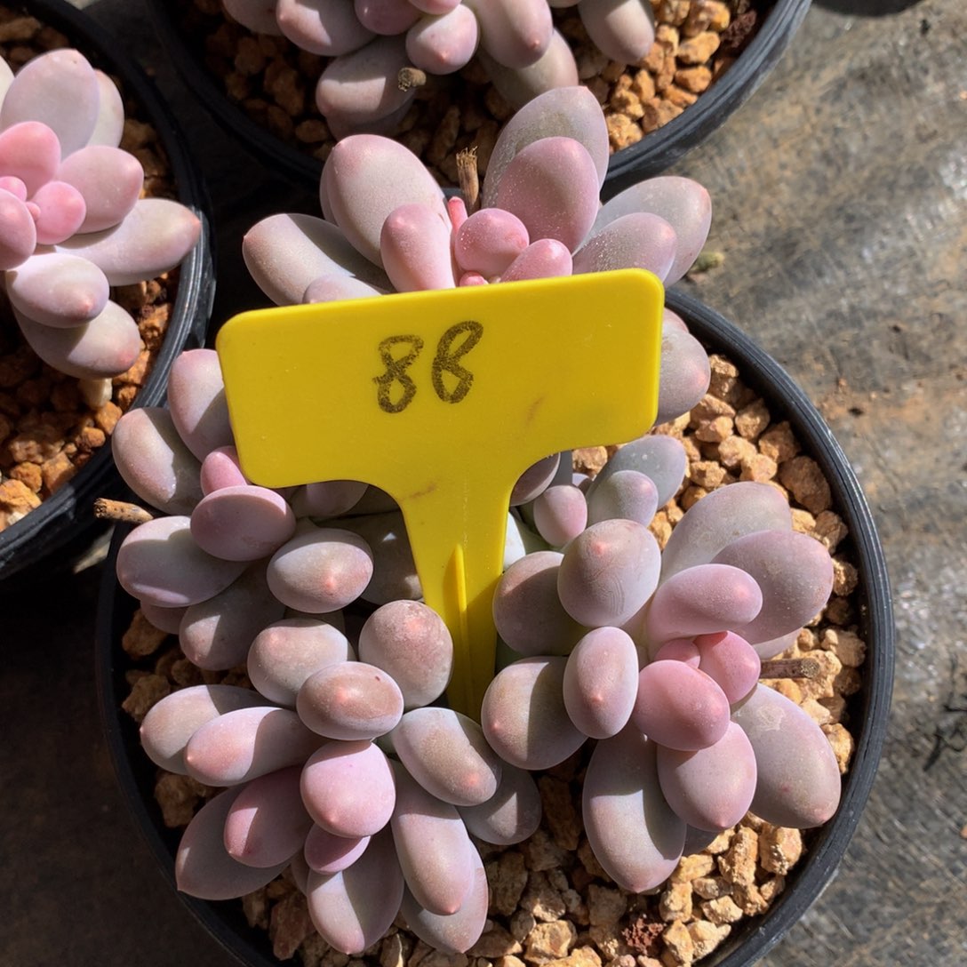 七彩美人6262727272772