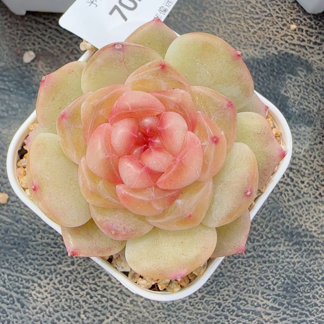 彩虹方糖，7029多肉植物