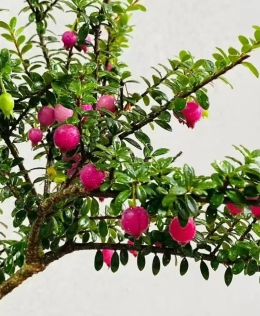 云南网红树萝卜盆栽