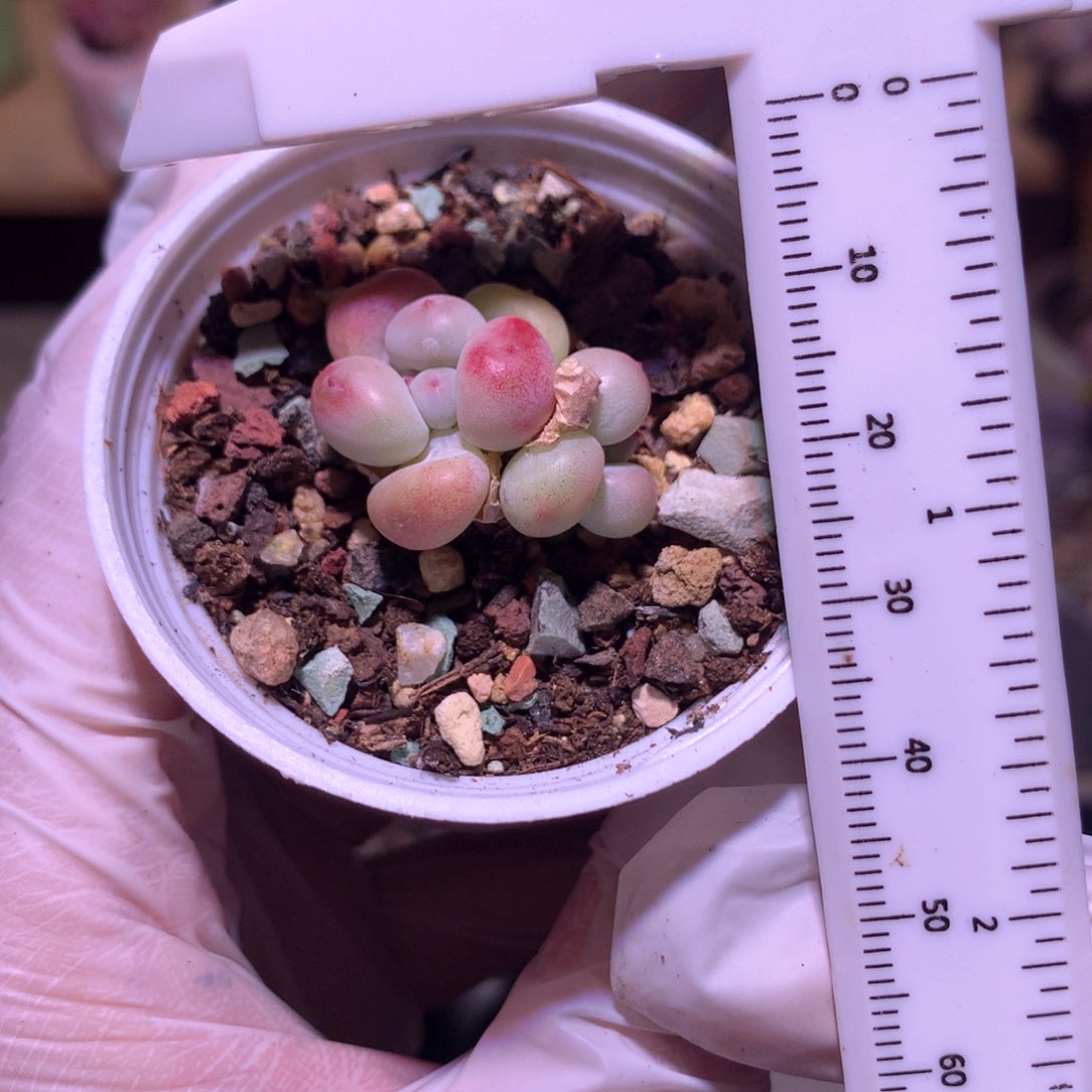 萤火虫奶酪多肉，炫彩