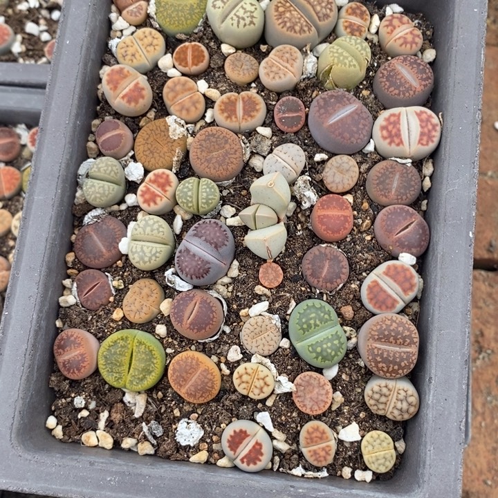 九***思生石花等植物的生长759