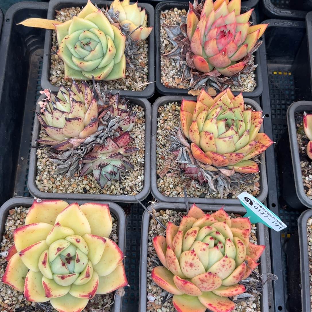 多肉一物一拍，0127-191