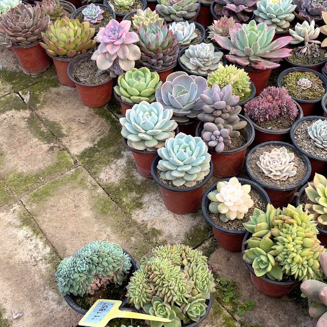 宸***哥1185三个一组多肉植物