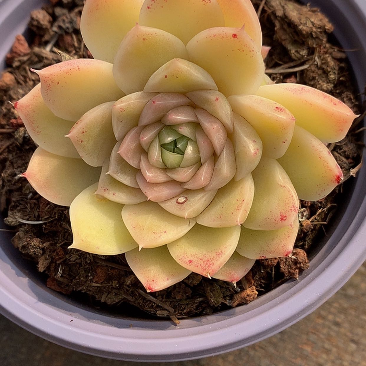 【闪购商品】云1571