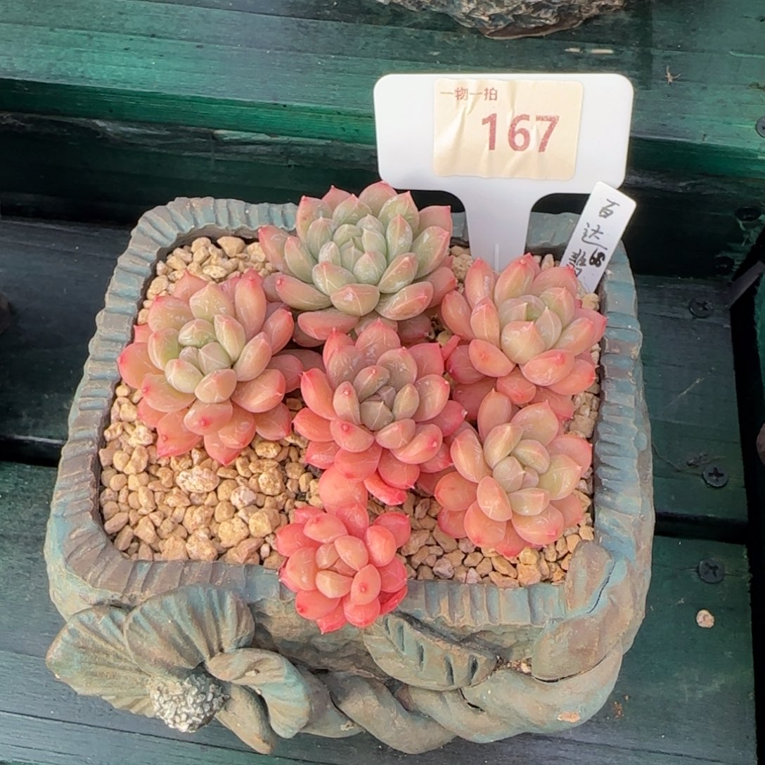 壮***士解忧一物一拍167百达翡翠