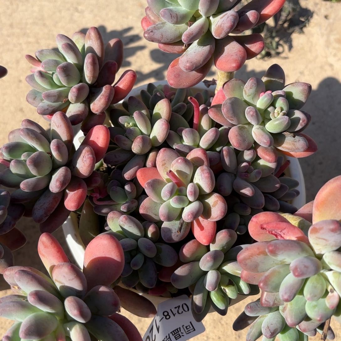 同温层多肉126苹果奶