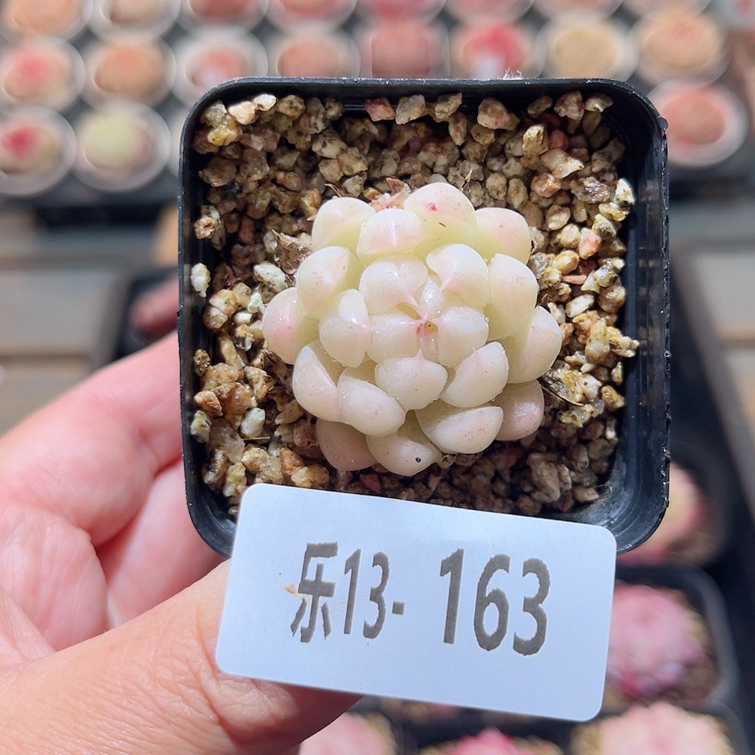 乐13-163 麦秆单头 