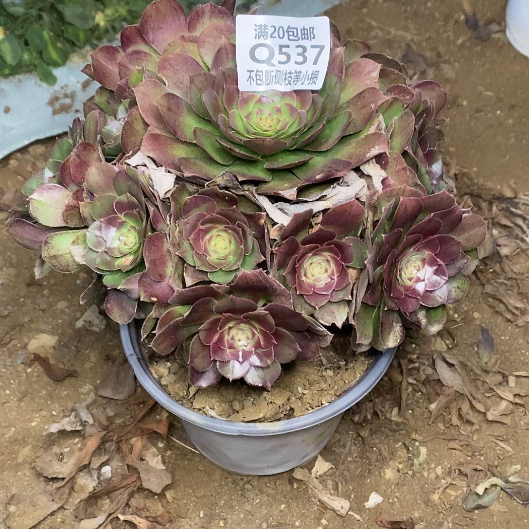 537万圣节沙拉碗多肉