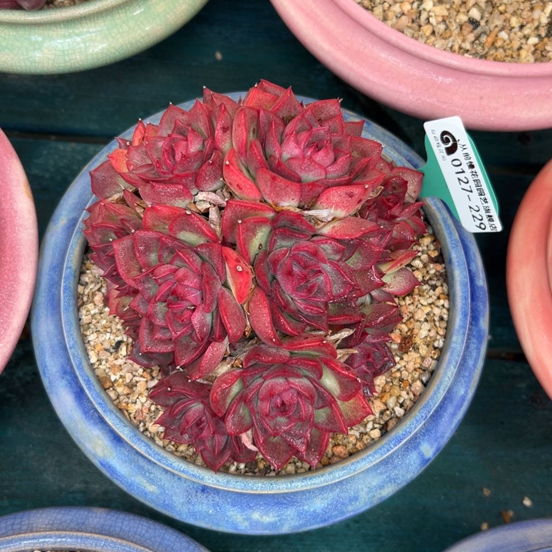 多肉一物一拍0127-229