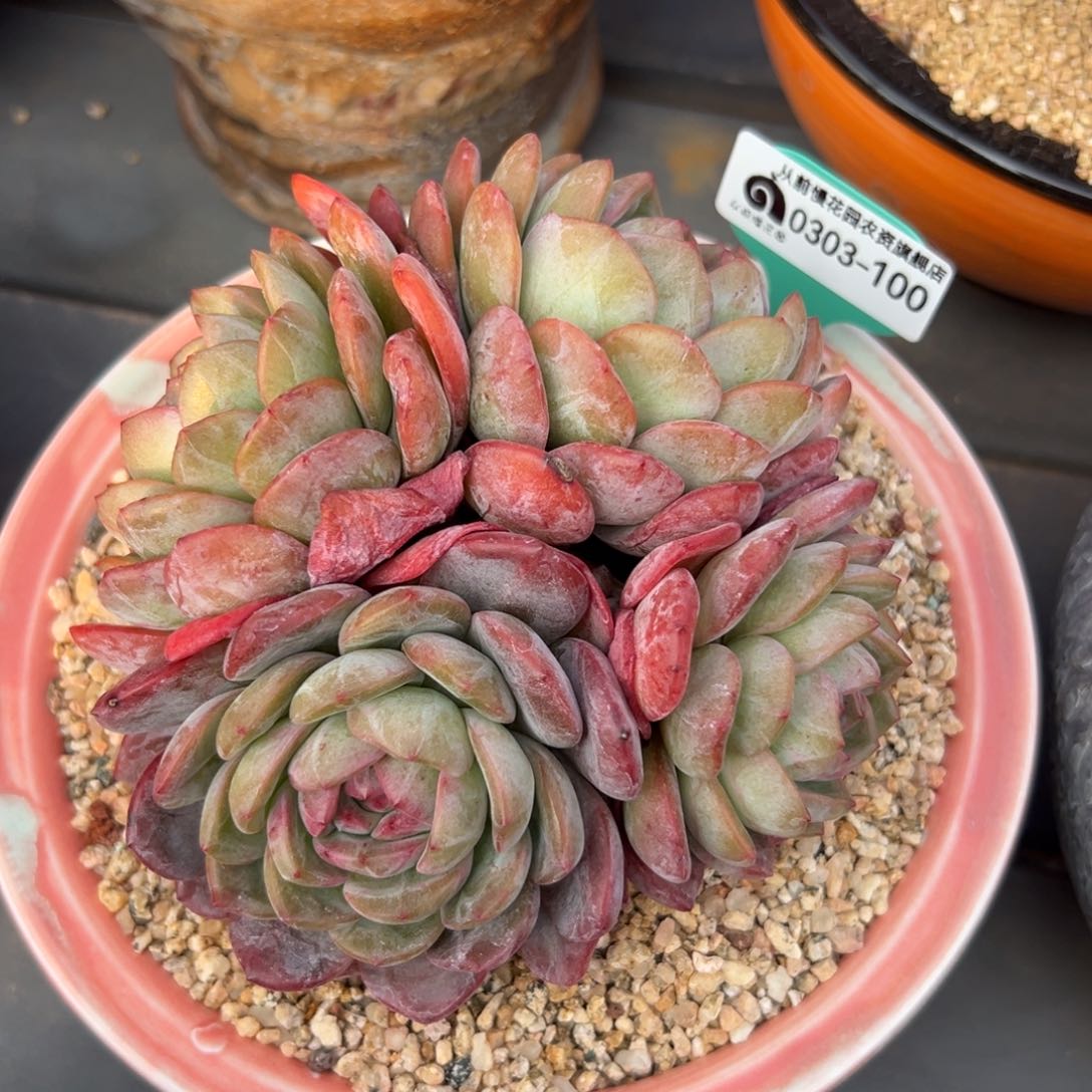 多肉一物一拍0303-100