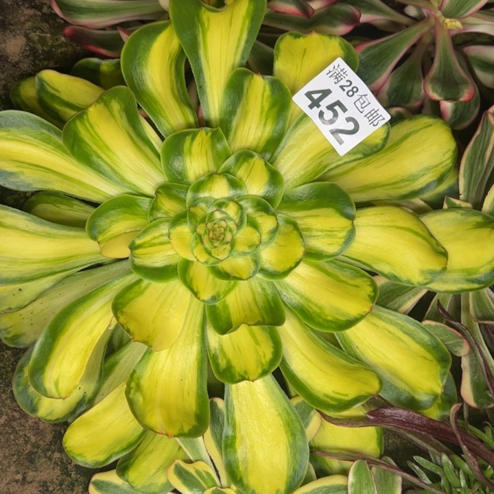 452南暴君多肉植物