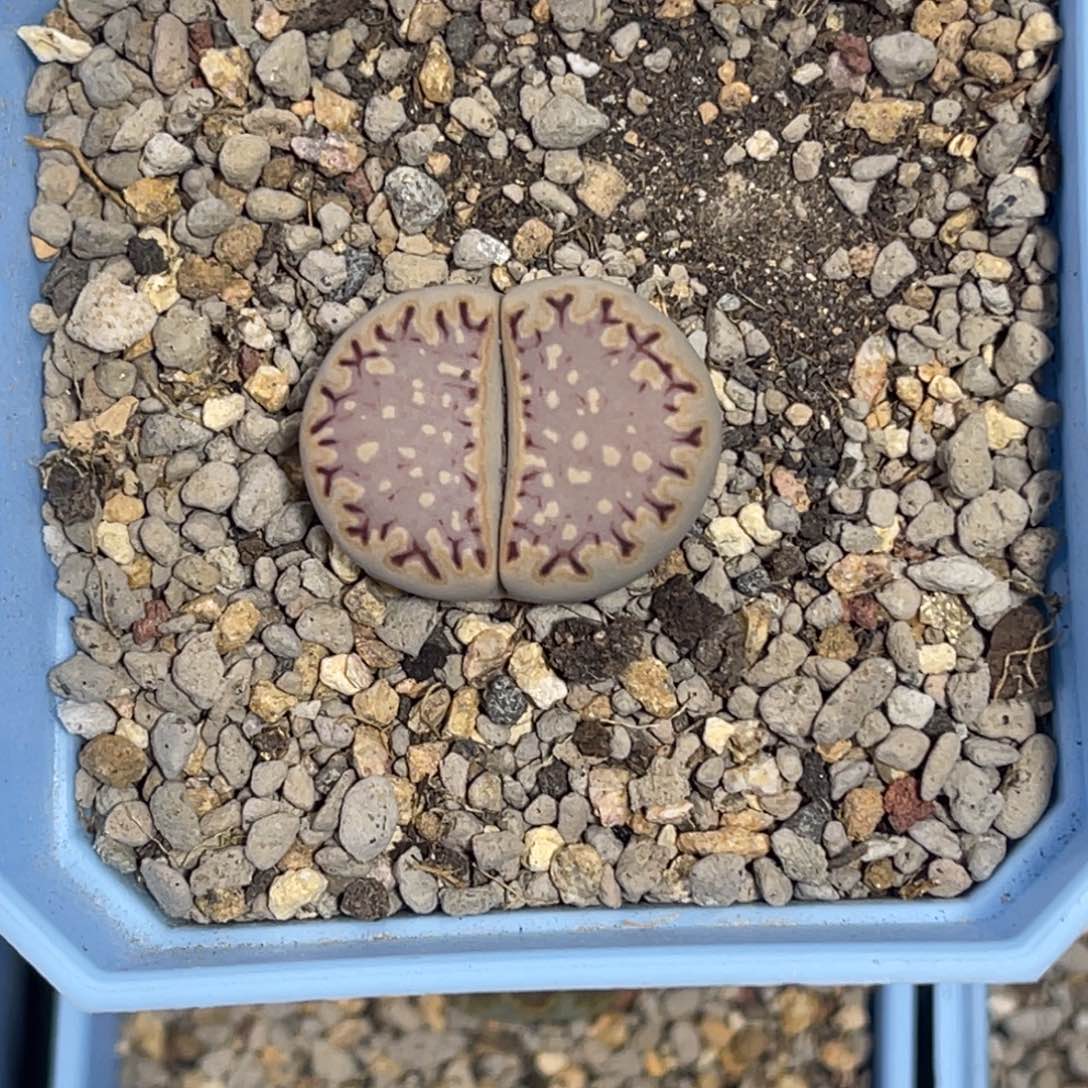 5848粉饼1大针脚尺寸2.5