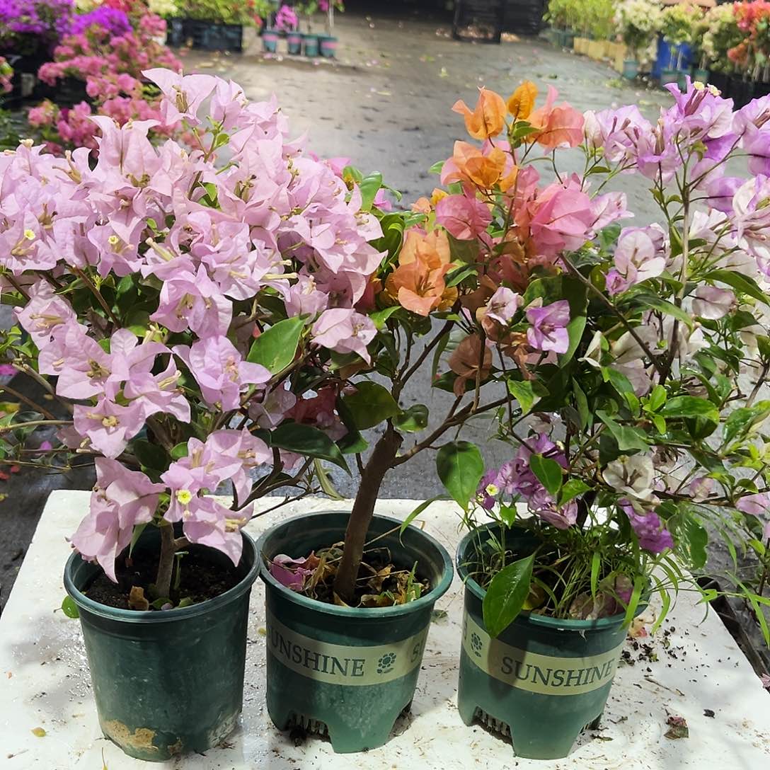 大部分花苞少量开放苹果花，金发女郎，雪紫