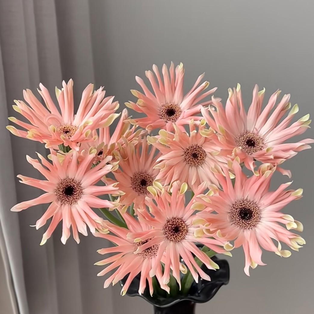 【工厂直发】非洲菊弗朗花布拉格