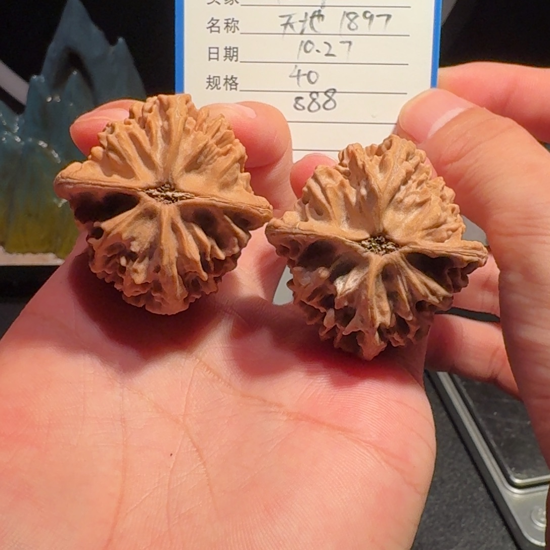 ~***~天意天地编号1897