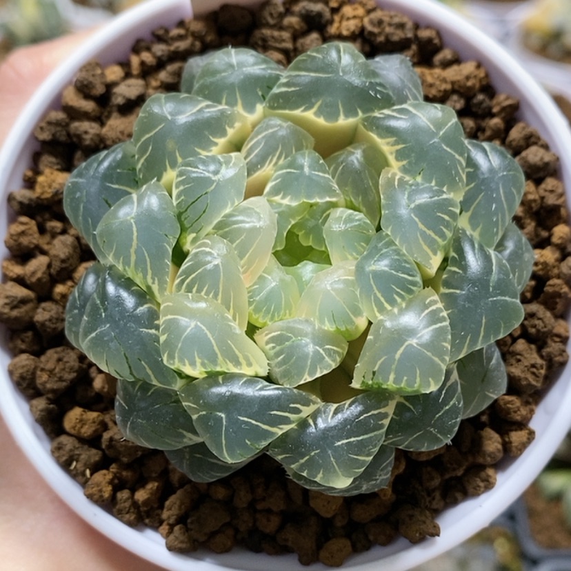 【闪购商品】83糊斑湖水玉露锦