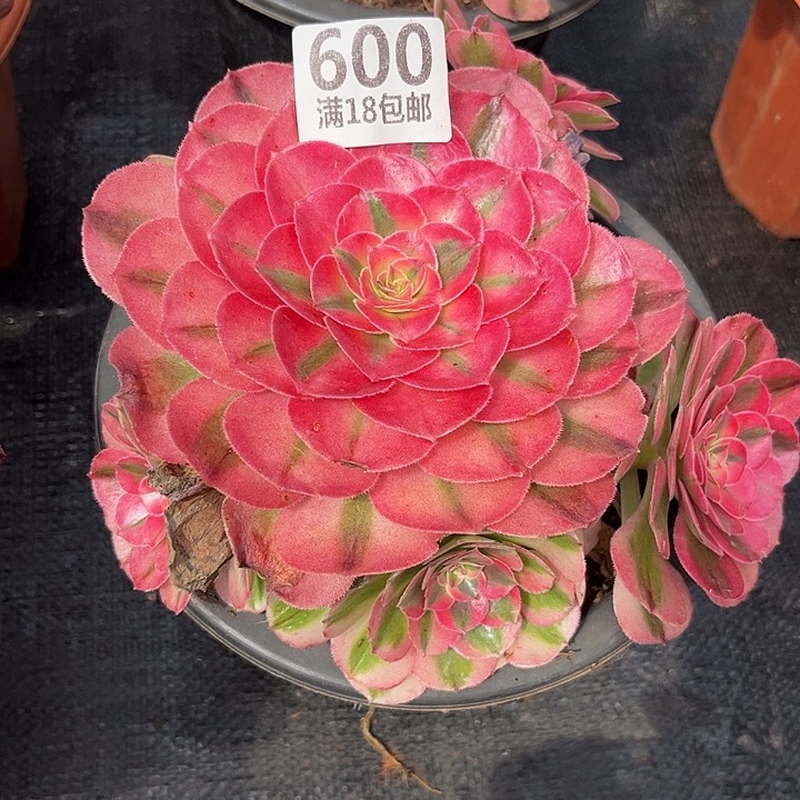 600倾城朵朵无根发货