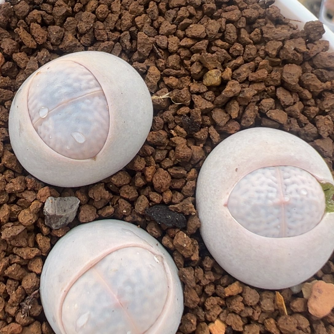 59多肉植物百科植物