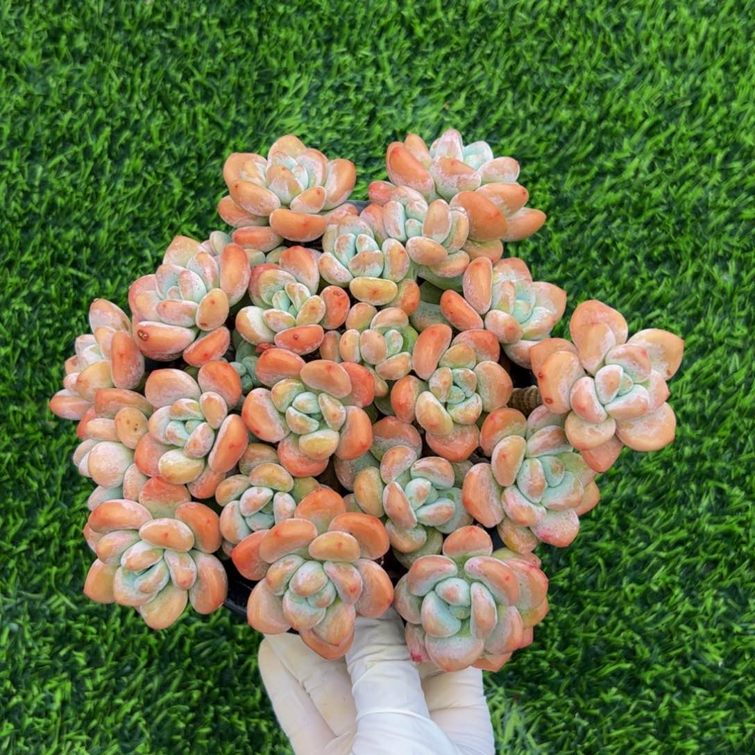 红洛神自然群多肉植物