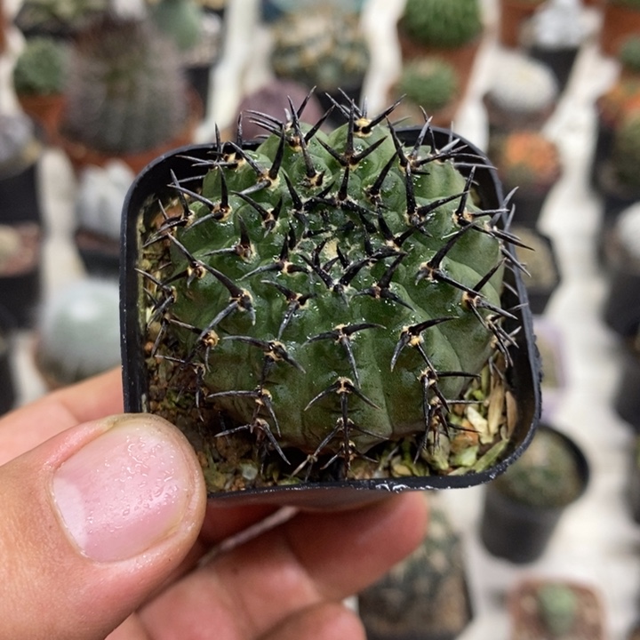 实生黑刺凤头特价