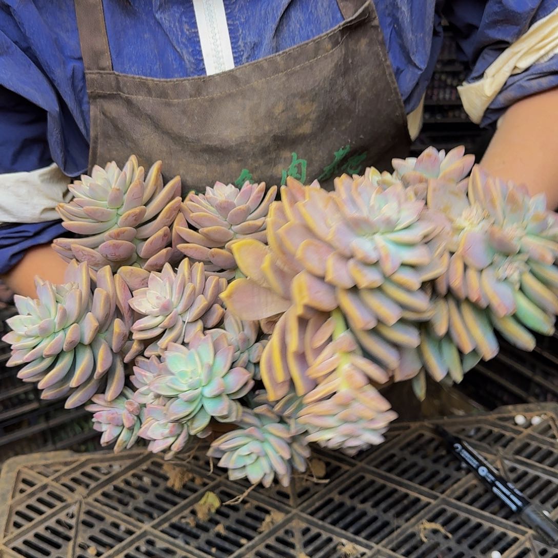 淡雪一颗不包损13米