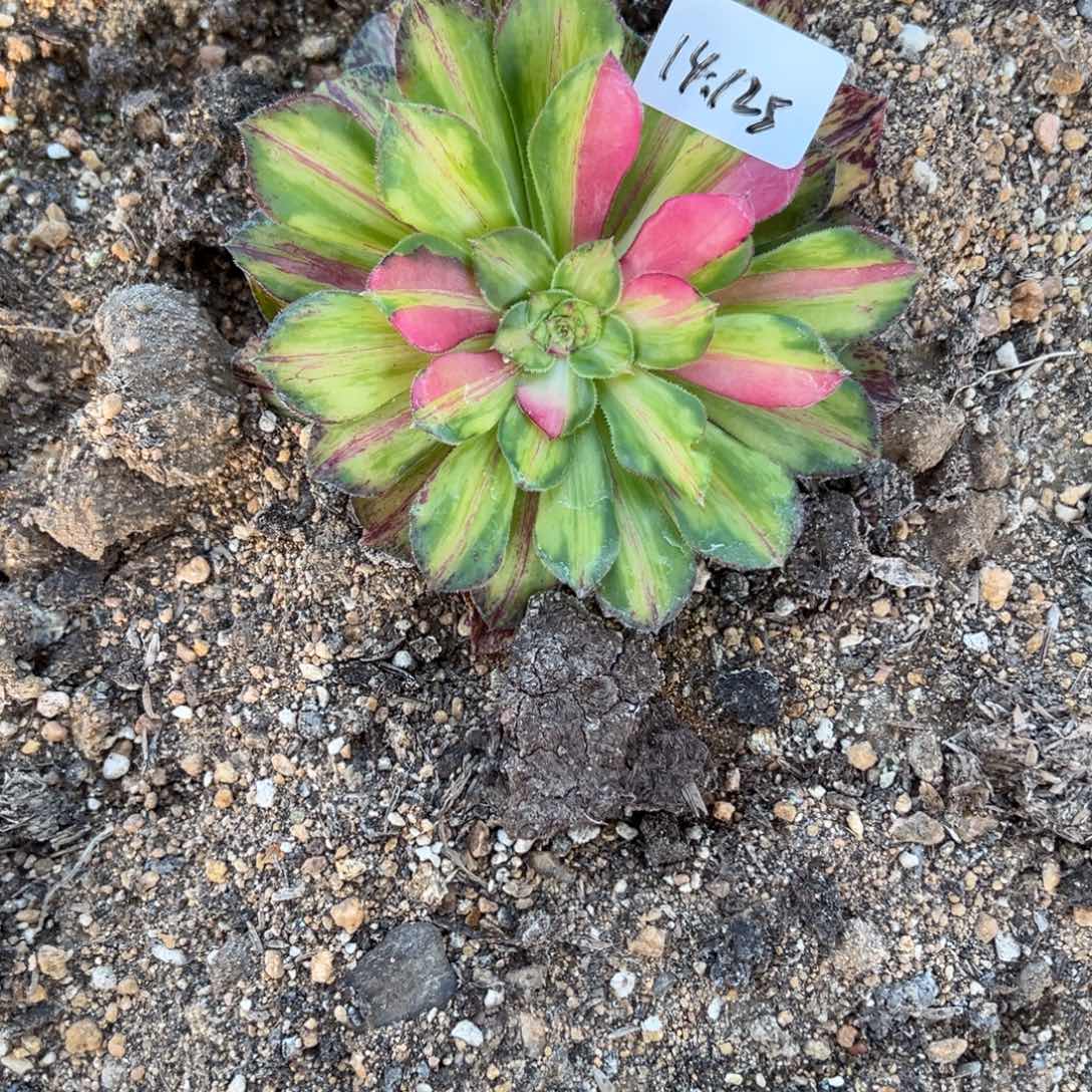 125知否。知否？知否多肉植物山东