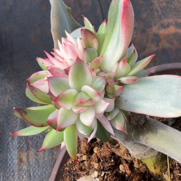 吉赛尔锦腹轮锦群