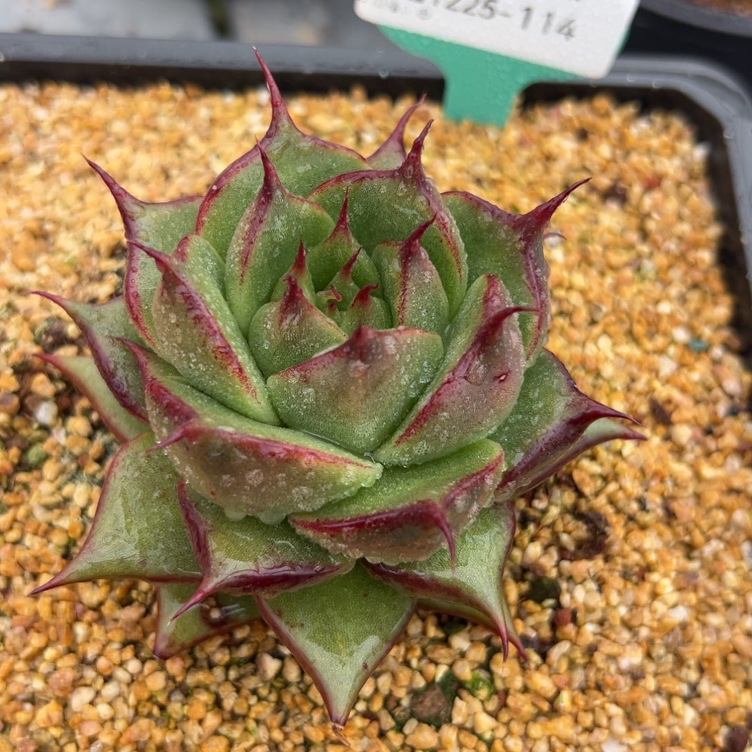 阿***芃从前慢花园多肉编号1225-114