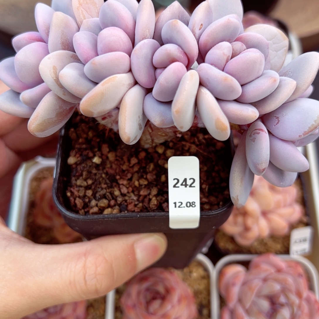 好好看242、哈哈哈哈