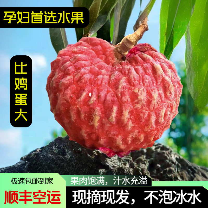 【顺丰空运】海南海口荔枝王精品大果