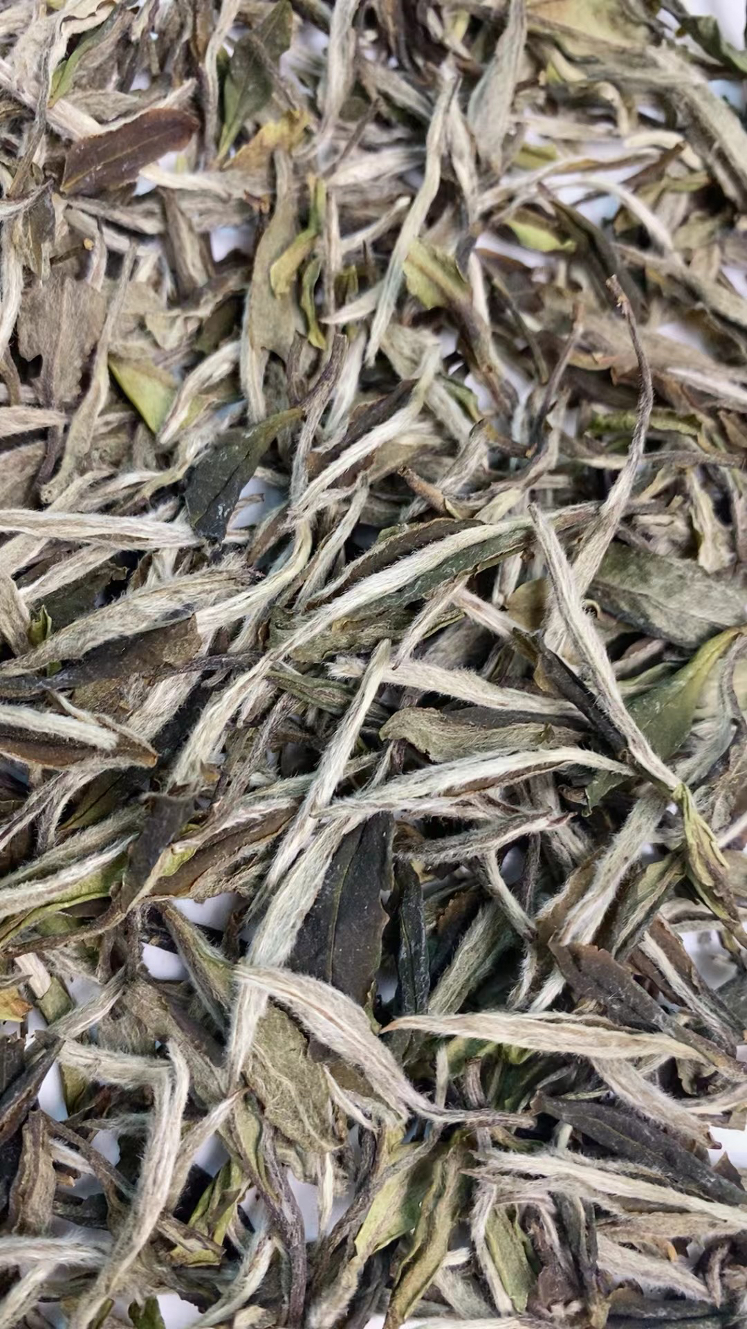 2021年管阳河山老树特级白牡丹，毫香蜜韵，