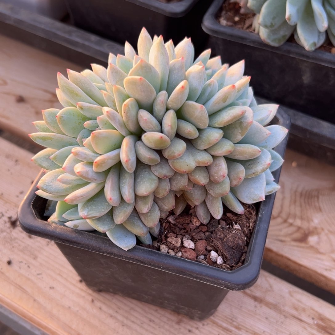 栀*花新年快乐 新年快乐