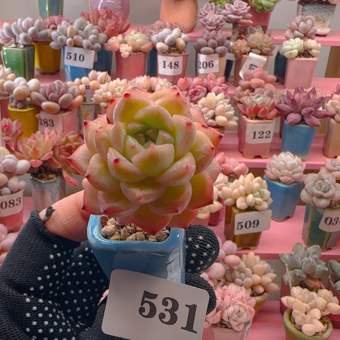 高庄麦秆531 ，带盆土发货，满38包邮非偏远。