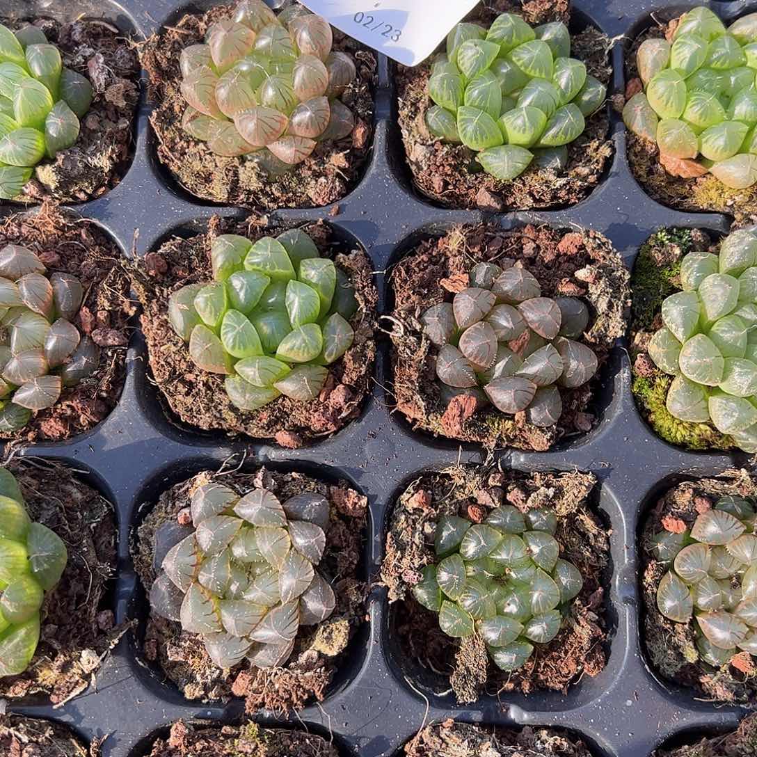 直播福利一物一拍027