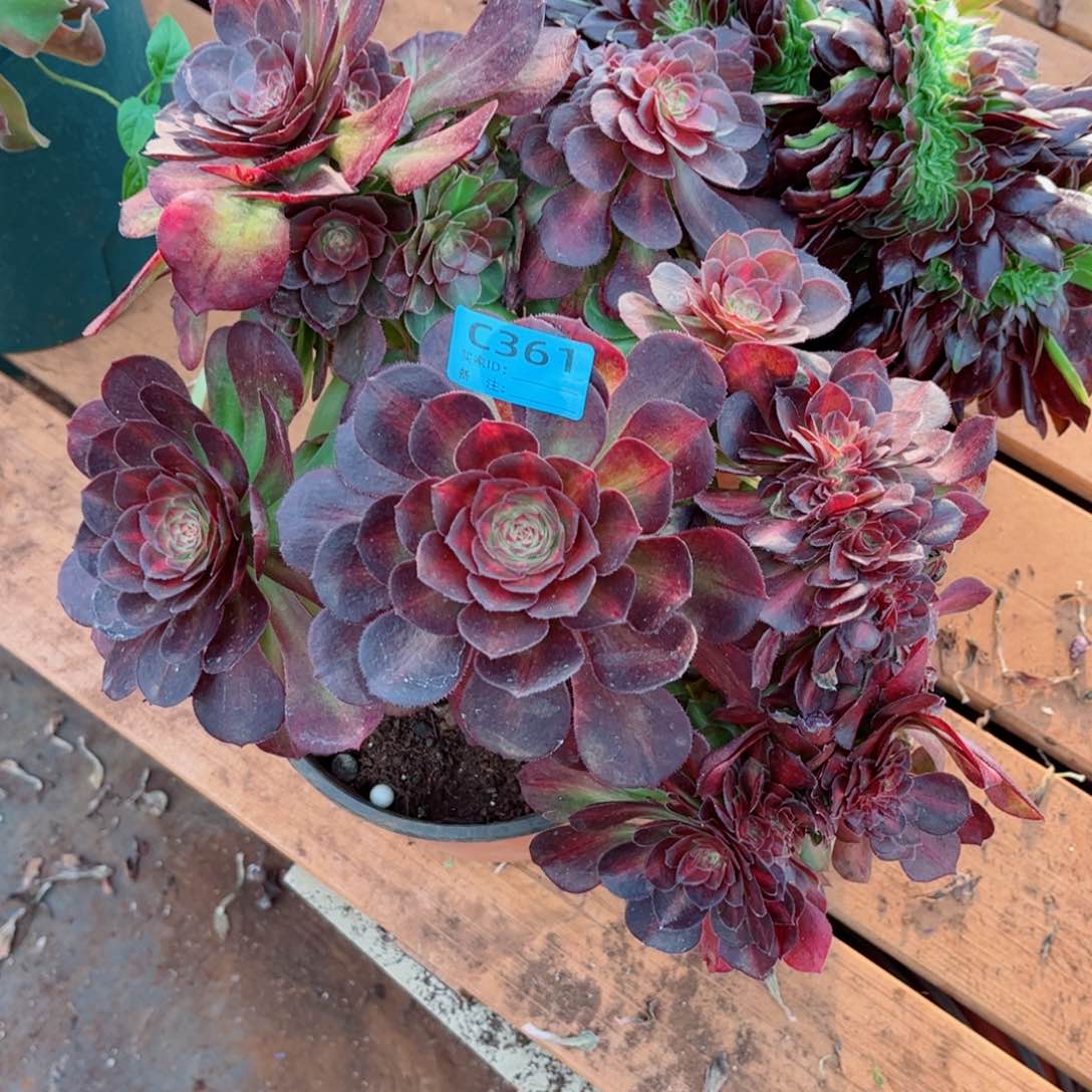 多肉植物361抹茶