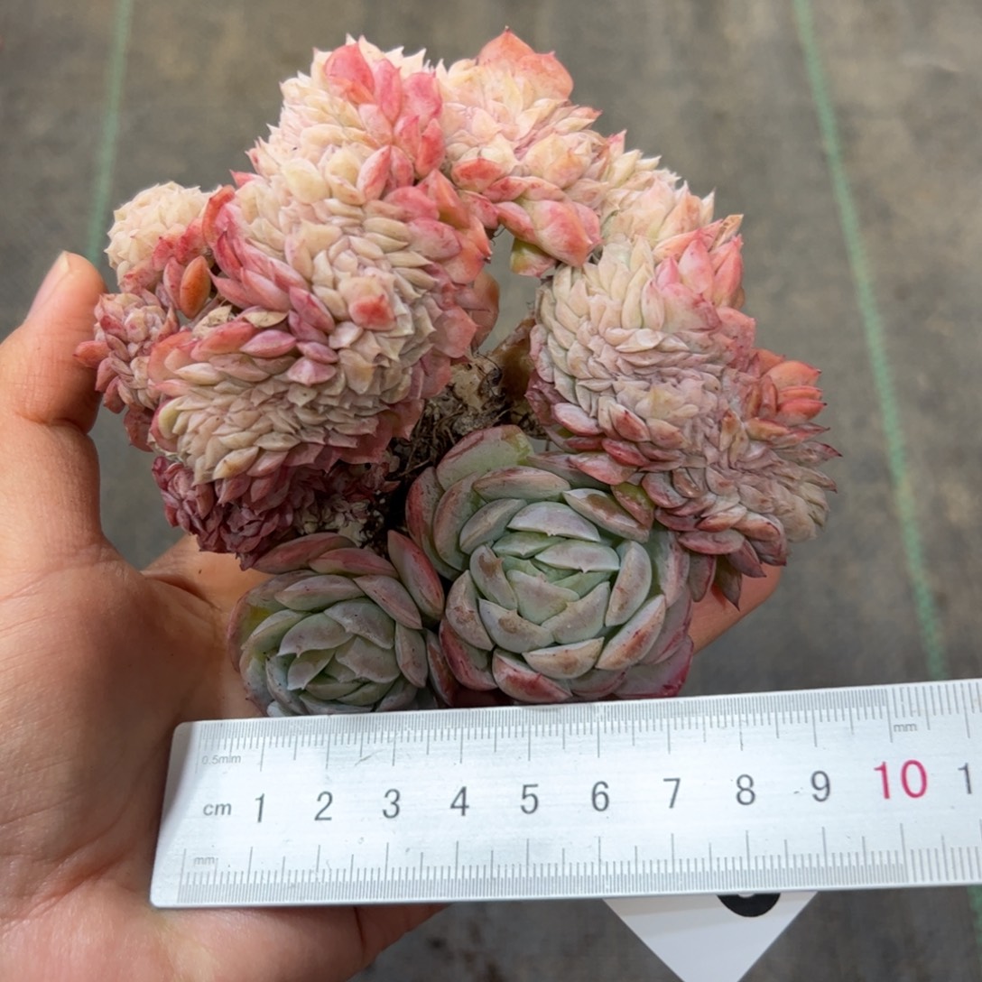 568 满38包邮一物一拍