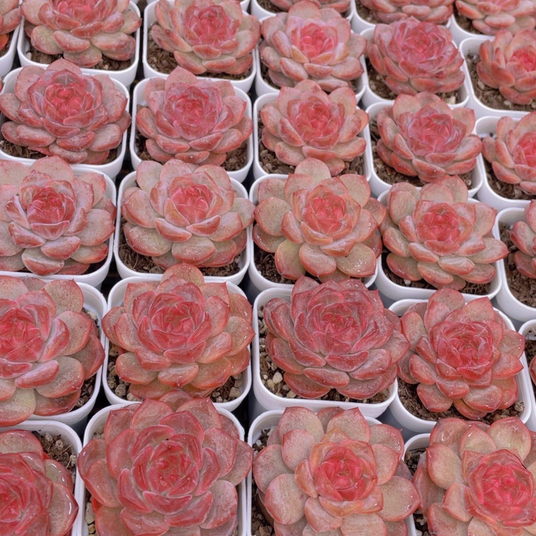 量拍76号 珍妮琥珀单头2个