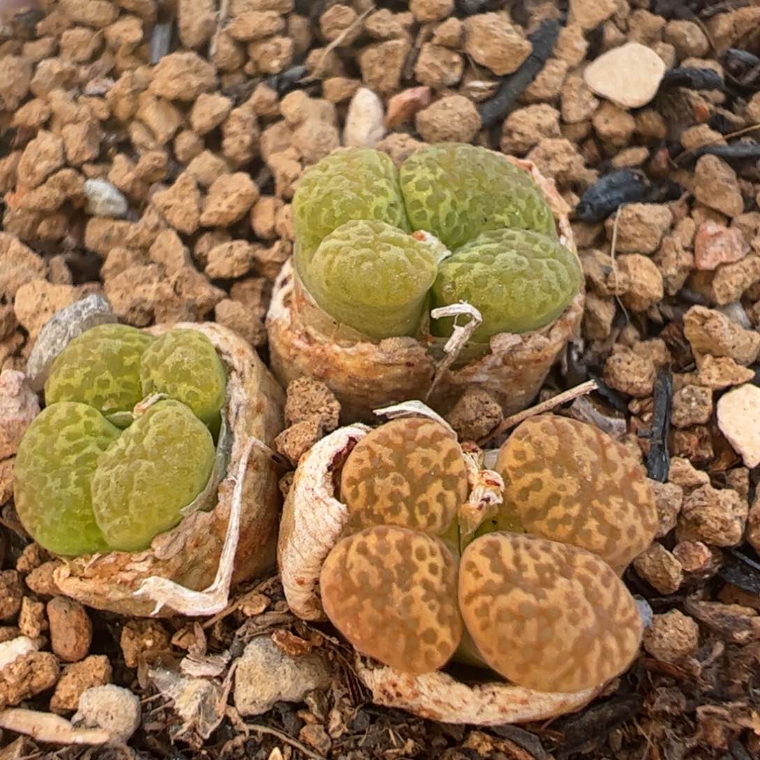 鸟群生多肉植物百科