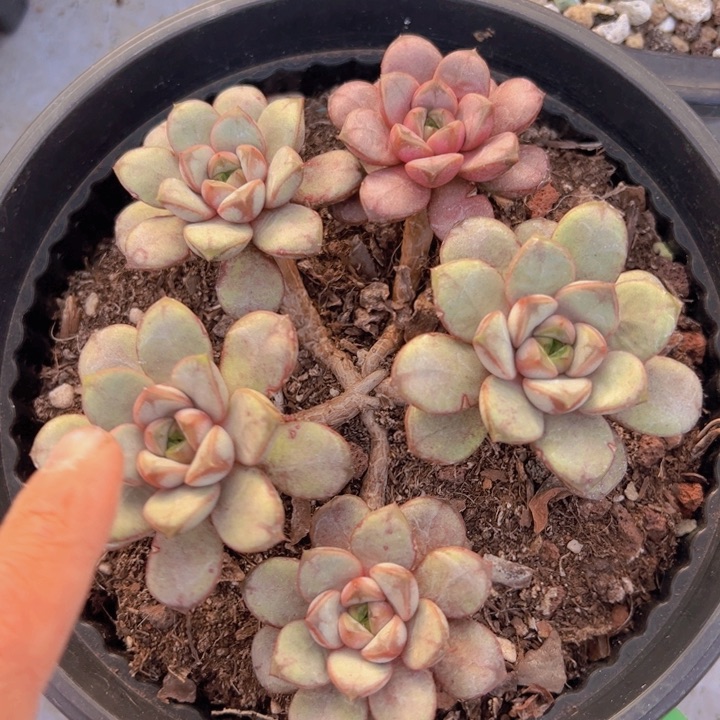 健健康康平平安安