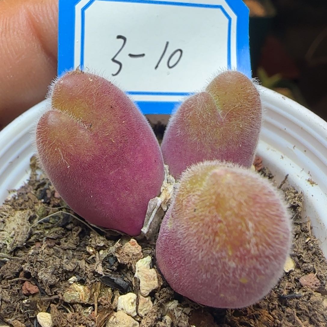 长毛翠。        带盆土